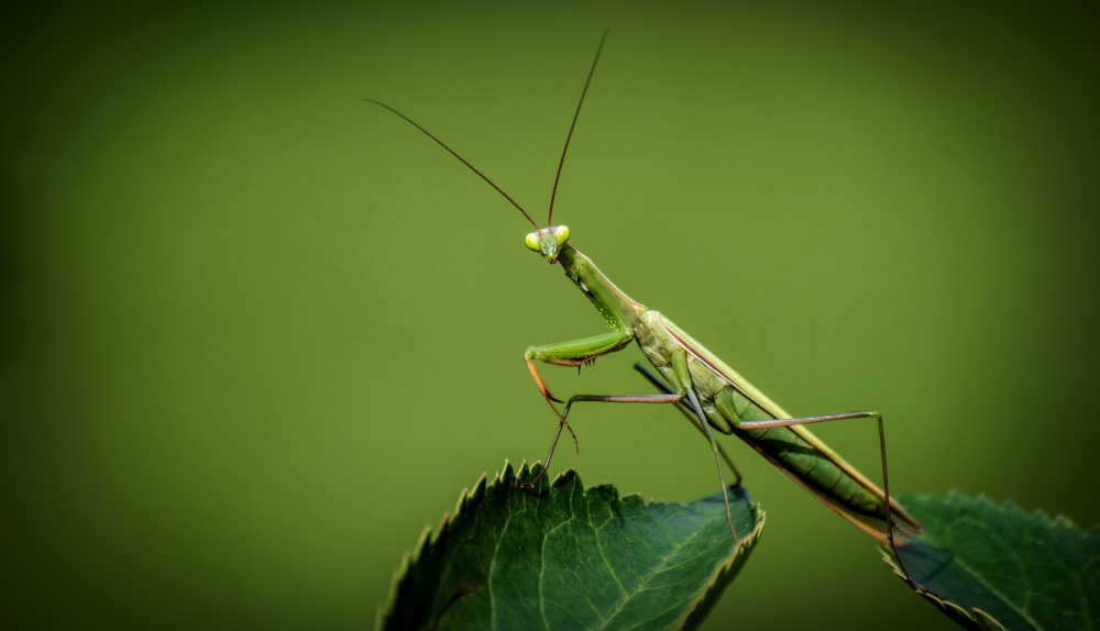 Praying mantis sitting on a leaf against a green background