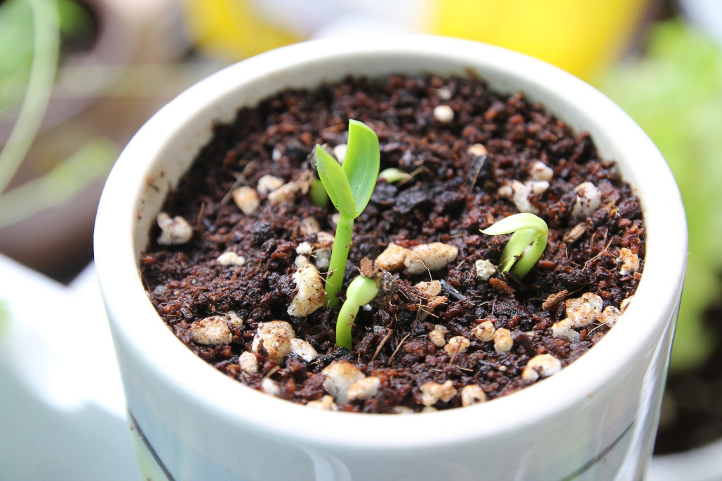 Sprouts coming up through the soil in a small pot.